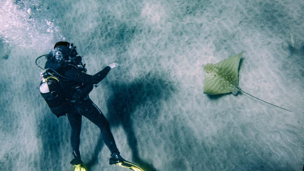 Diver and and eagle ray tenerife