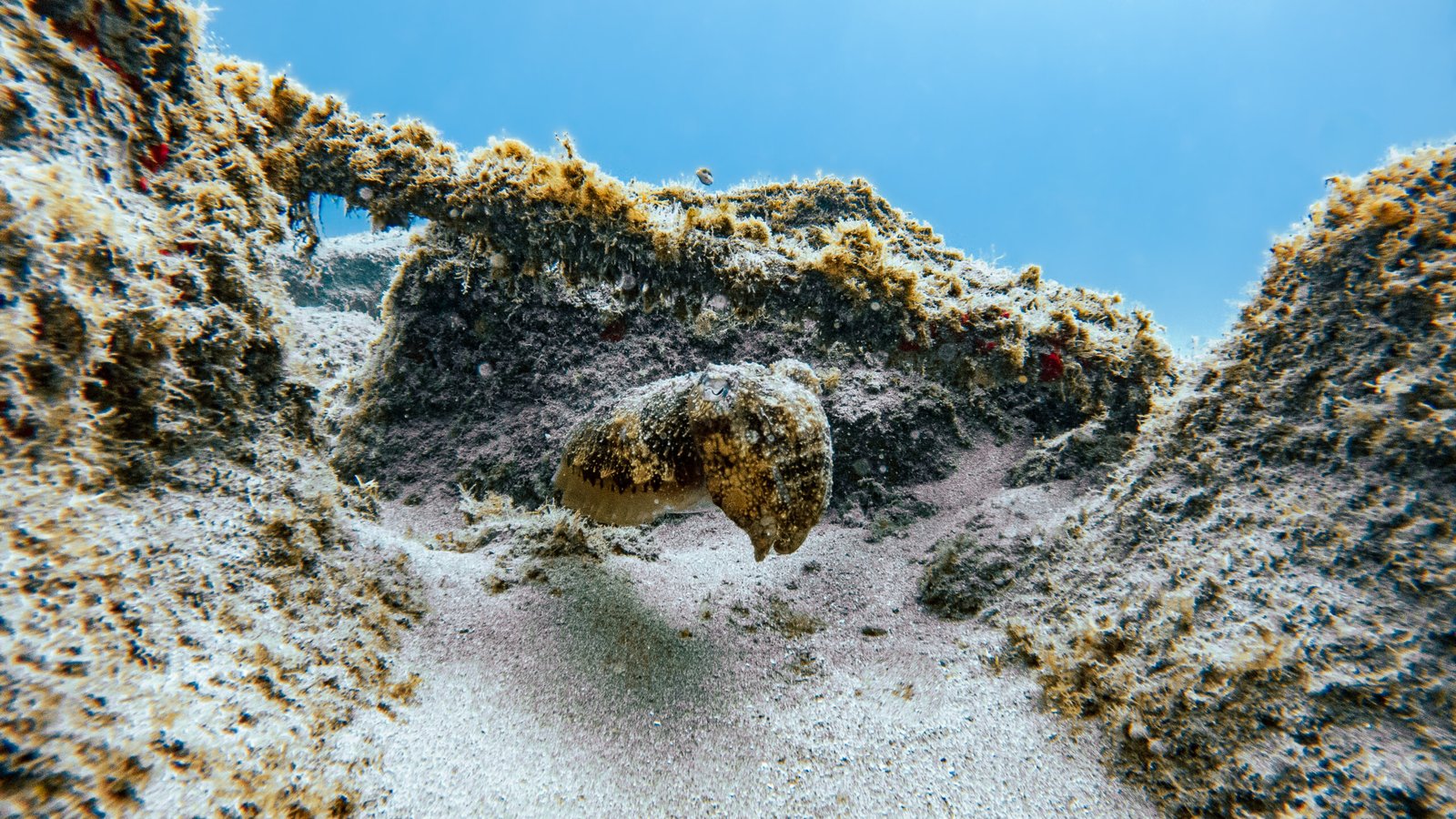 PADI Advanced Open Water Diver Tenerife